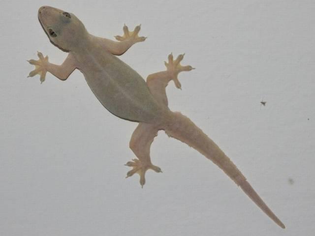 दुनिया की सबसे छोटी छिपकली ऑस्ट्रेलिया में World’s smallest species of goanna found in Western Australia