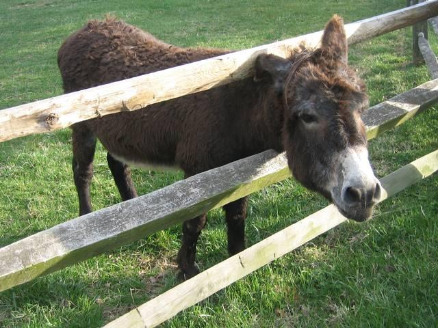 नेता ने दो गधों को किया सम्मानित donkey_Karnataka_