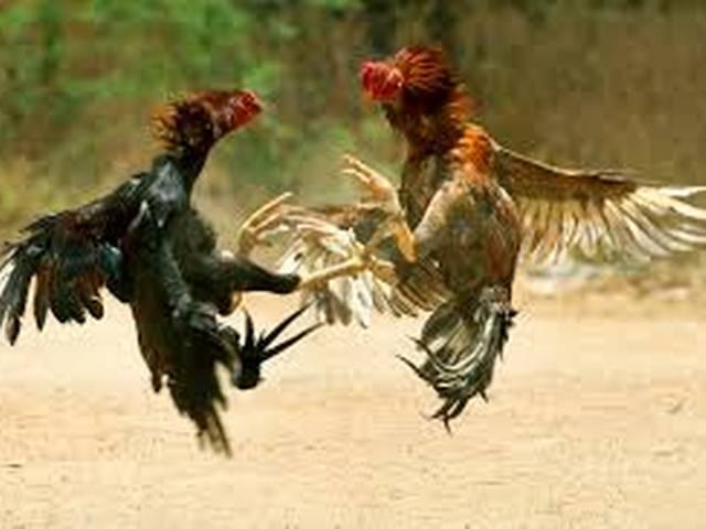 मुर्गे पर मुर्गियों को छेड़ने का आरोप cock