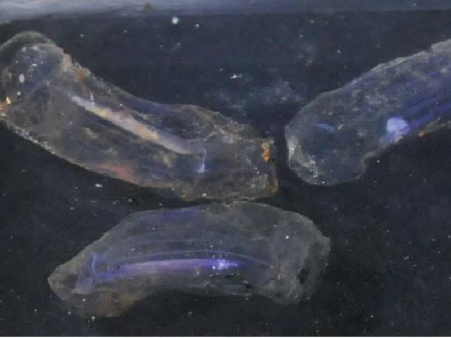 चीन ने समुद्र से खोजे दो ऐसे रहस्यमय जीव जिनका वैज्ञानिकों को पता नहीं China’s submersible finds mysterious deep see living creatures in sea
