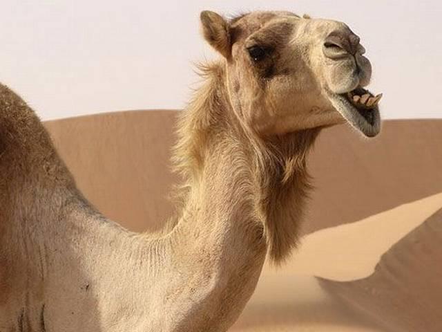 ...क्या हुआ जब आदमी का सिर चबा गया ऊंट! Ahmedabad man dies of camel bite