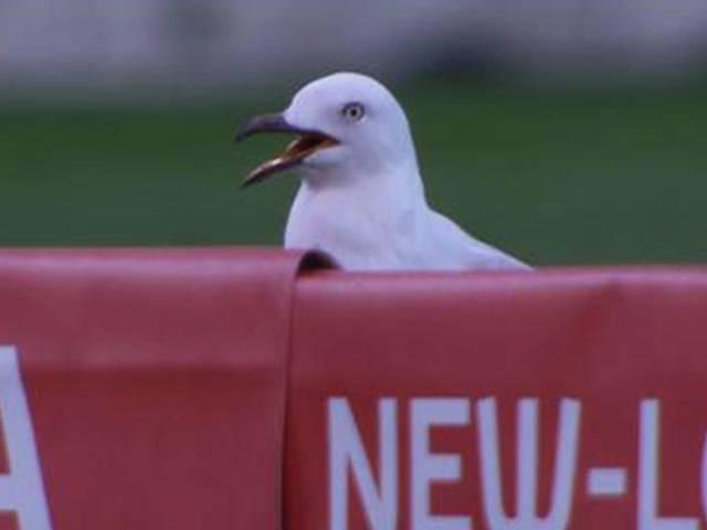 शॉट से मैदान पर मौजूद पक्षी 'सीगुल' हुआ घायल Seagull_Australia_Melbourne_Big Bash League_