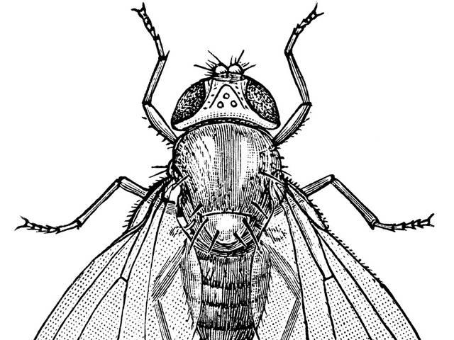 मक्खियों की मदद से उजागर होंगे मानव मस्तिष्क के रहस्य bee-help-human-brain-secret
