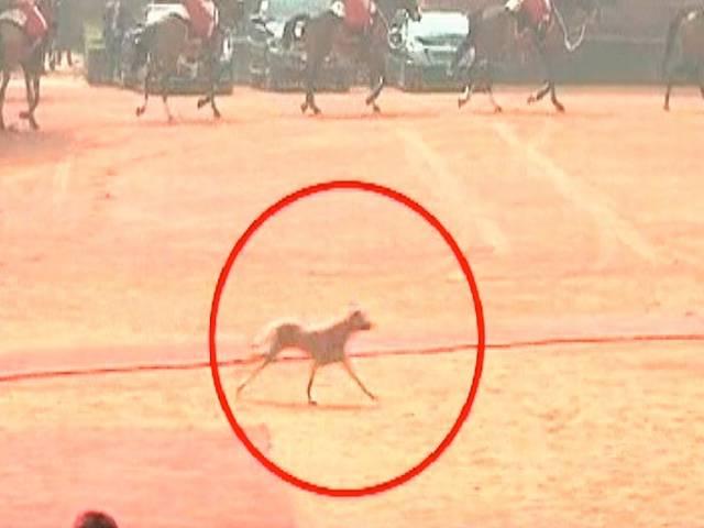 ओबामा की सुरक्षा में चूक, राष्ट्रपति भवन में आया आवारा कुत्ता Obama security failure