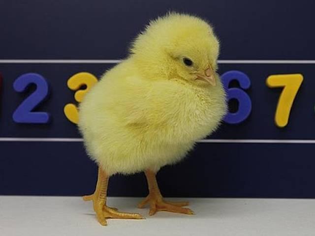 चूजे भी इंसानों की तरह गिनती कर सकते हैं Newborn chicks count left to right just like HUMANS