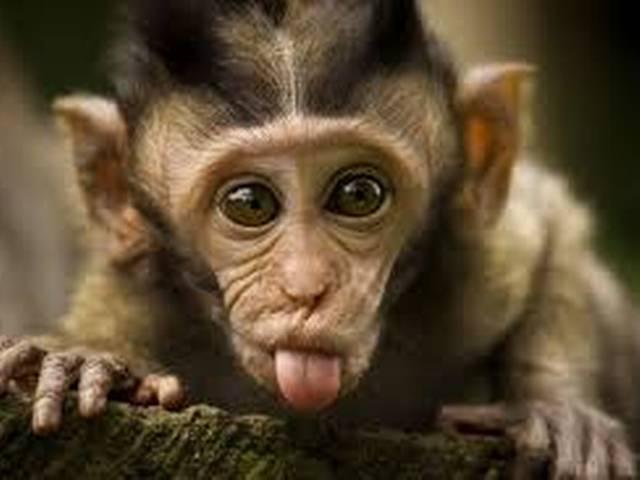 करोड़ों का वारिस है यह बंदर! crorepati-monkey-in-raibareilly