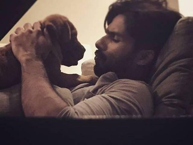 शाहिद कपूर के घर में आया है कौन-सा नया सदस्य? shahid_welcomes_new_member