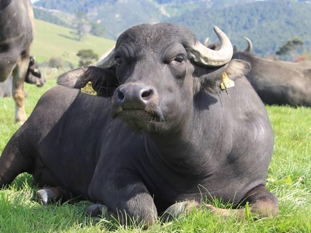 ...तो किया जाएगा भैंस का DNA टेस्ट! DNA test to trace owner of buffalo