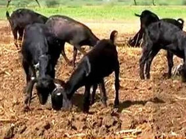 लखनऊ में बिक रहे 40 हजार रुपये के बकरे लखनऊ में बिक रहे 40 हजार रुपये के बकरे
