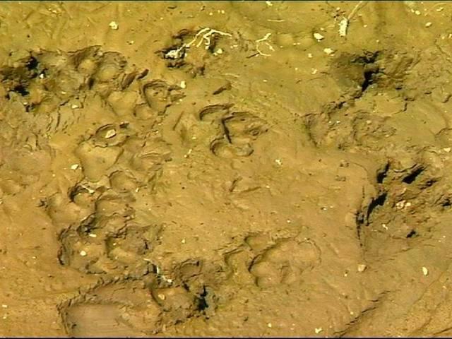 संसद भवन से महज 14 किमी दूर तेंदुए के पैरों के निशान leopard in delhi