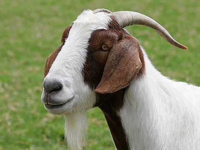 ...जब शराब पीकर नशे में टल्ली हुईं बकरियां! goat_wine