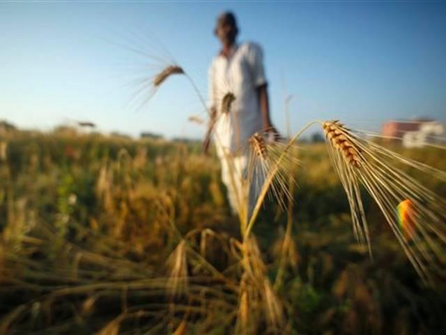 किसानों की मौत सरकार को क्यों नहीं दिखती है? 30 farmers dead in 4 days as rain