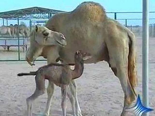 दुनिया की पहली क्लोन्ड ऊंटनी अब प्रेग्नेंट हो गई ubai_cloned_camel_pregnancy
