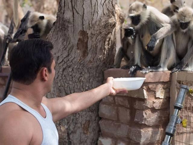 शूटिंग के बीच सलमान खान ने की बंदरों के साथ मस्ती Snapped: Salman Khan’s Adorable Pictures With Monkeys