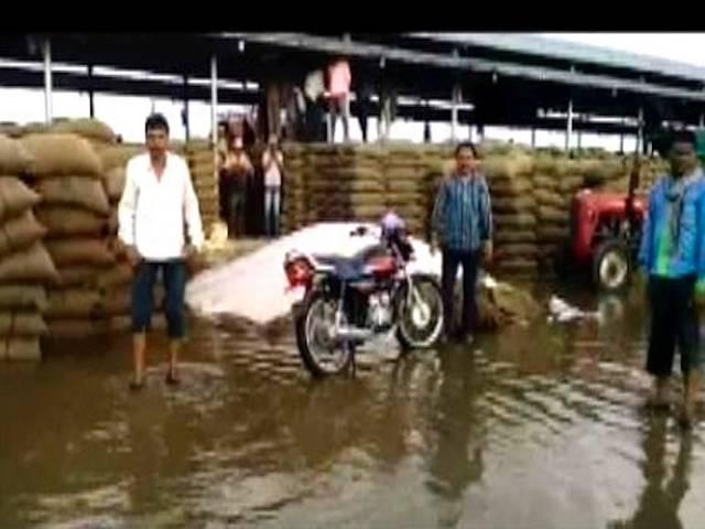 MP में अनाज की हो रही है बर्बादी, अशोक नगर, नरसिंहपुर, होशंगाबाद में बारिश के पानी में सड़ा हजारों टन गेहूं farmers_check