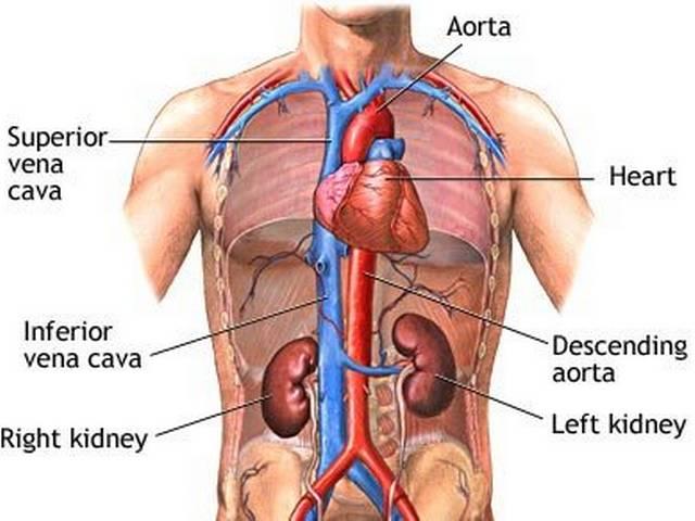 किडनी होगी फिट तो लाइफ होगी हिट! kidney_IMA