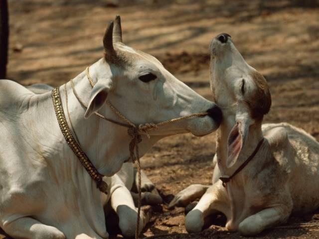 गाय के बछड़े के मालिक का फैसला DNA से! COW_DNA