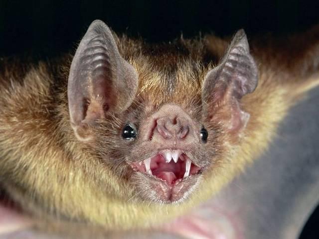 इंसान की तरह दिमाग का इस्तेमाल करते हैं चमगादड़ HUMAN_BAT