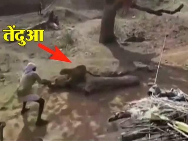 ...जब तेंदुए के पंजे पर भारी पड़ी चौकीदार की लाठी! Video: Brave watchman fights off leopard with just a stick in Madhya Pradesh village