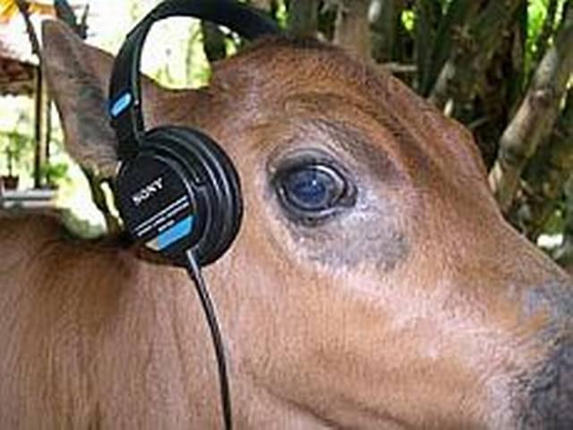 जम्मू-कश्मीर: गाय के नाम जारी किया गया परीक्षा का एडमिट कार्ड In Jammu and Kashmir, admit card with cow photo is political fodder