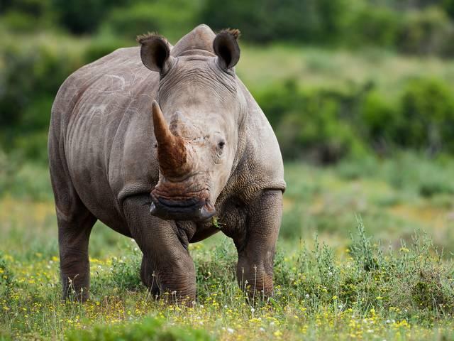 हीरे और सोने से ज्यादा कीमती गैंडे की सींग! rhino