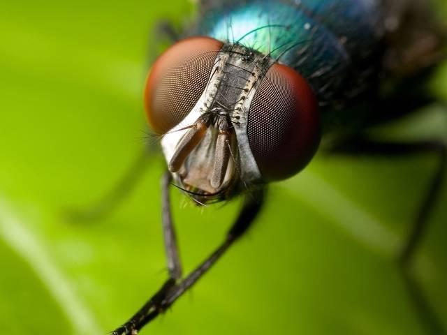 मक्खियां भी करती हैं भावनाओं का इजहार house fly