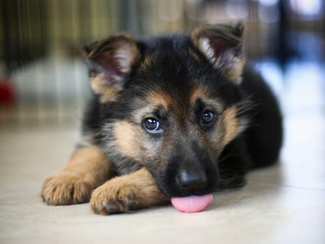 पालतू कुतिया की मौत पर मालिक ने 500 लोगों को कराया मृत्यु भोज German Shepherd