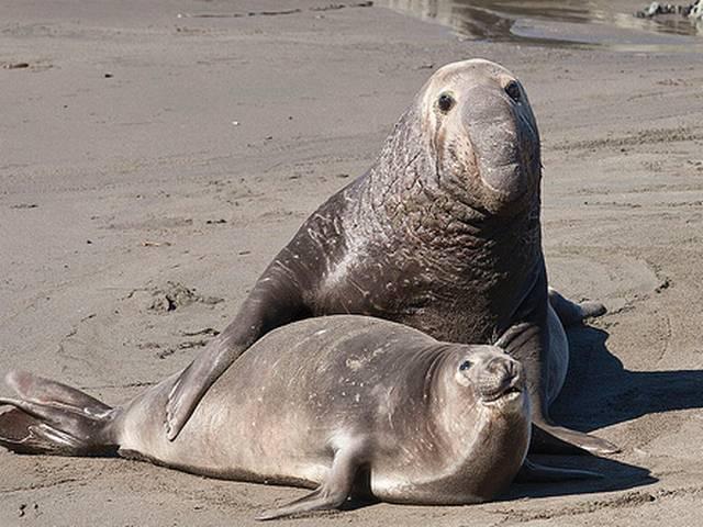 एक मादा सील को सेक्स का चस्का क्या लगा, मिली ऐसी भयानक सजा female seal and its habits