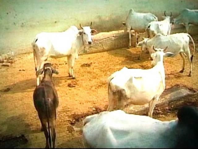 बीफ पर बैन से इनकी रोजी रोटी पर असर beef ban