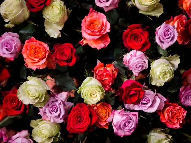 खुल गया गुलाब की भीनी भीनी खुशबू का राज sweet smell of roses_