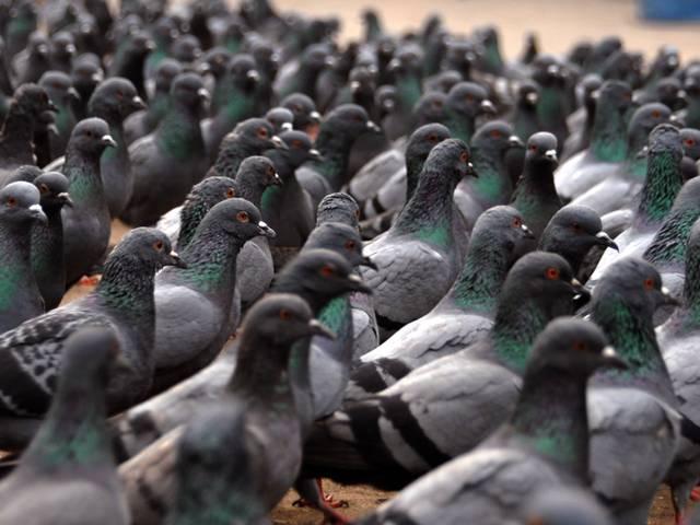 अब कबूतरों की आबादी रोकने के लिए गर्भनिरोधक गोलियां pigeon_