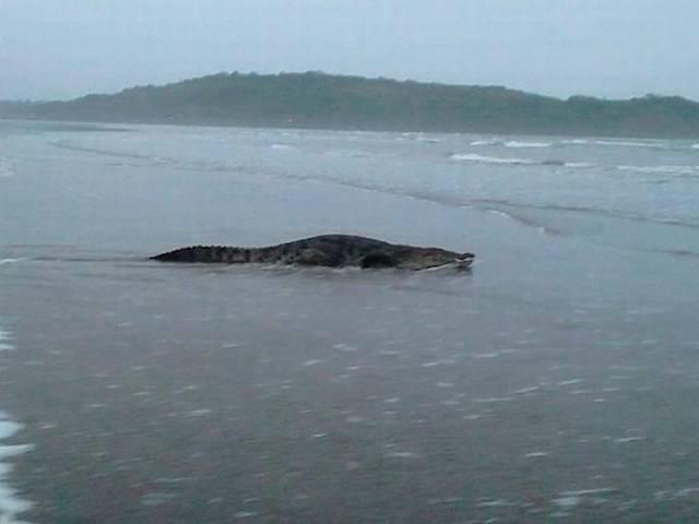 गोवा के बीच पर दिखे 'मगरमच्छ' की तस्वीर सोशल मीडिया पर वायरल Crocodile spotted at Goa beach, photos go viral