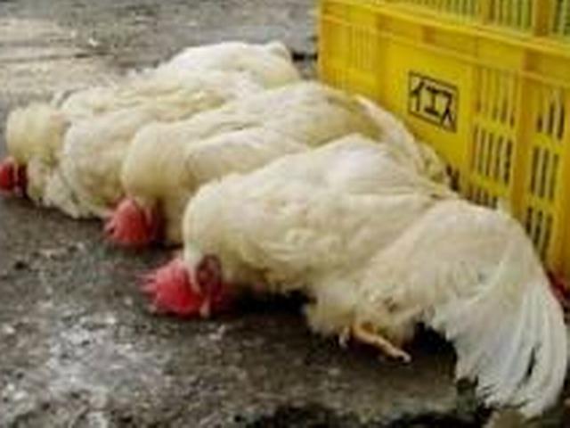 चीन में चिकन खाने से युवक के स्तन उभरे Chicken_