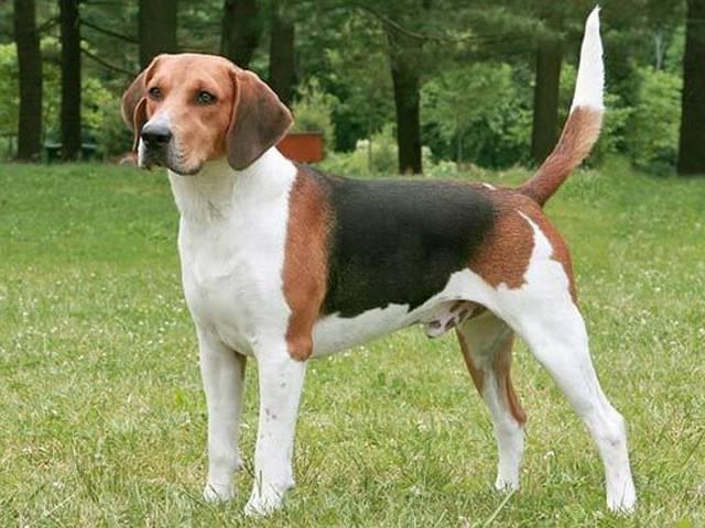कुत्तों के कारण छूटी अगवा अंजुम Dogs_