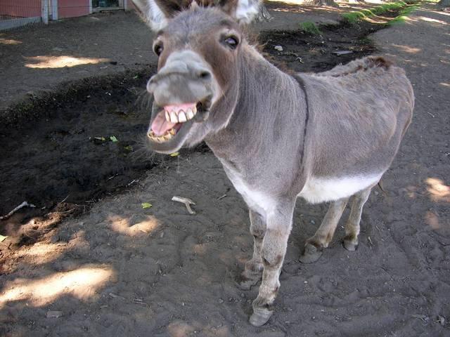 गधे पर टिकी है जालंधर की आस! donkey_jalandhar_punjab