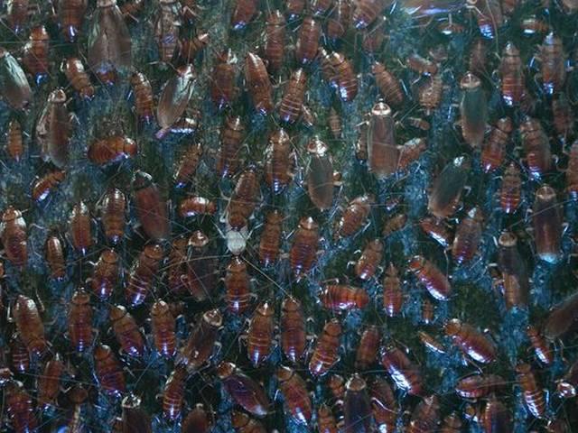 छवि सुधारने के लिए जापान में लगी कॉकरोचों की प्रदर्शनी cockroach zoo in japan