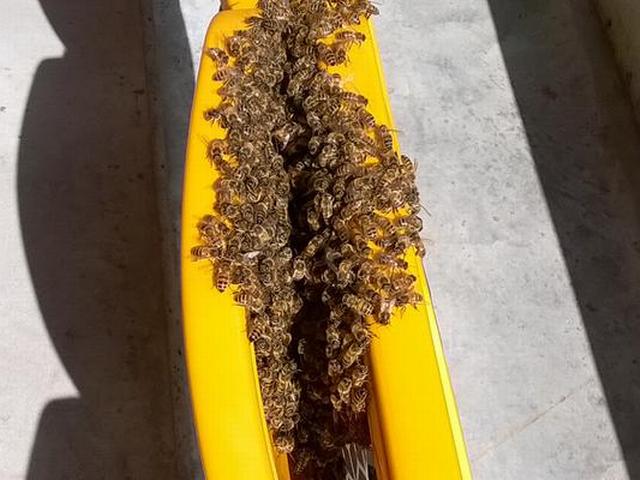 फुटबॉल मैदान पर मधुमक्खियों का अड्डा honey bee