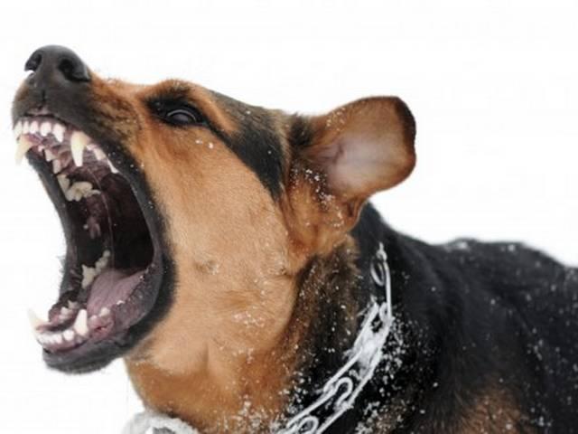 अवारा कुत्तों के काटने से 7 साल की बच्चे की मौत dog