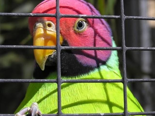 महाराष्ट्र: एक तोते को पुलिस ने भेजा जेल, तोते पर अश्लील गालियां देने का आरोप maharashtra_parrot_in_jail