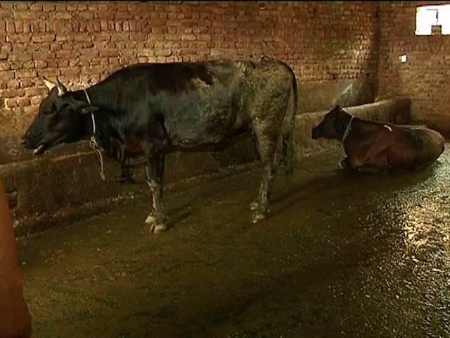 दिल्ली पुलिस का भैंस सर्च ऑपरेशन complaint for buffalo