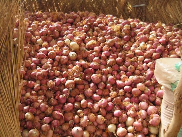 जानें- सभी वजहें, आखिर क्यों प्याज रुला रहा है? Reason for increasing price of onion