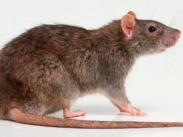 चूहे के काटने से 10 दिन के बच्चे की मौत Newborn dies after bitten by rodents in Guntur Hospital