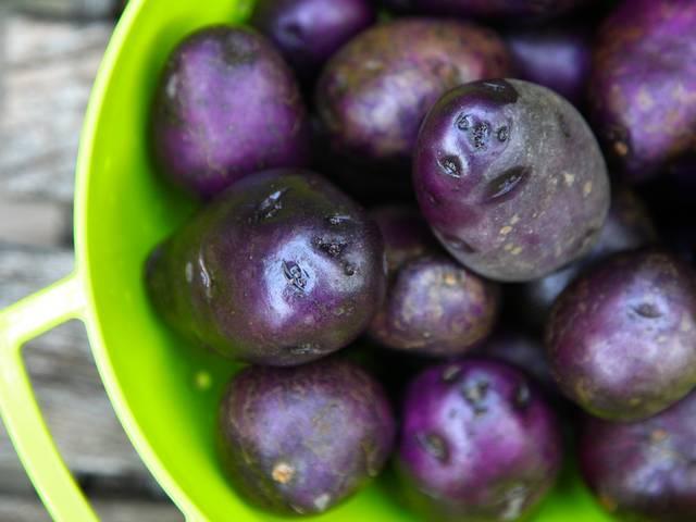 आलू खाने से आप भी बच सकते हैं कैंसर से! Purple potatoes can terminate colon cancer cells