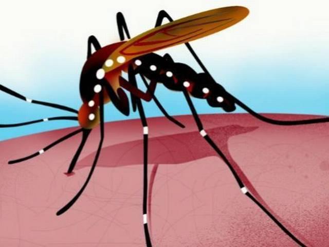 डेंगू खतरा: कुल 831 मामले सामने आए, अगस्त में 778 मामले Dengue scare: Total 831 cases; 778 in Aug only