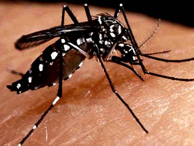 रात में हो रोशनी तो काट सकता है डेंगू मच्छर! lights can aggravate the risk of dengue
