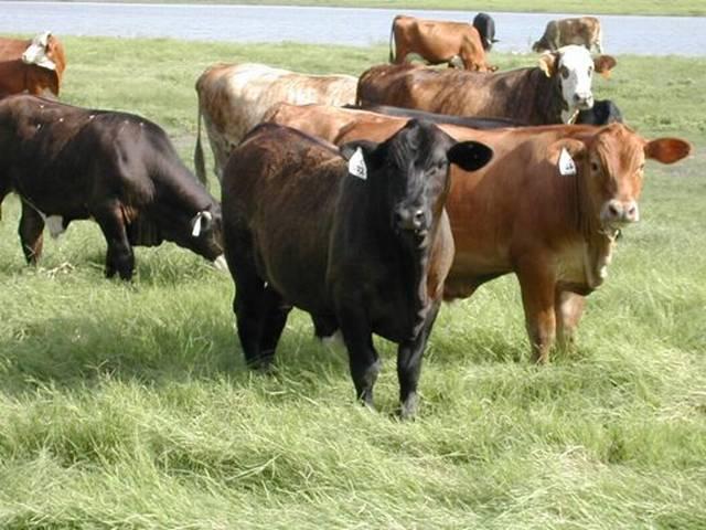 गुजरात सरकार ने अपने नए पोस्टर में लिखा, 'कुरान में बीफ खाने की मनाही' Poster controversy in Gujarat on beef