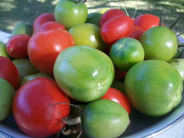 इन दो चीजों का सेवन करेगा मांसपेशियों को मजबूत Apples and green tomatoes can help you fight ageing