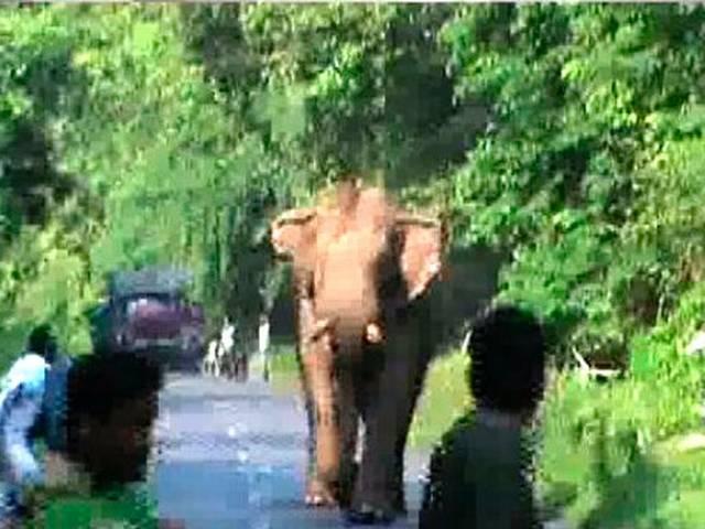 जब गजराज को आया गुस्सा, बाल-बाल बचे बाइक सवार Elephant Goes on Rampage in West Bengal’s Jalpaiguri District