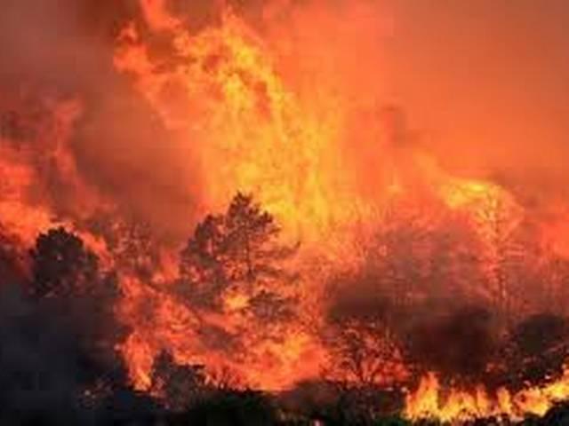 कैलिफोर्निया: जंगल में आग, आपातकाल घोषित Hundreds of homes go up in flames in California wildfires