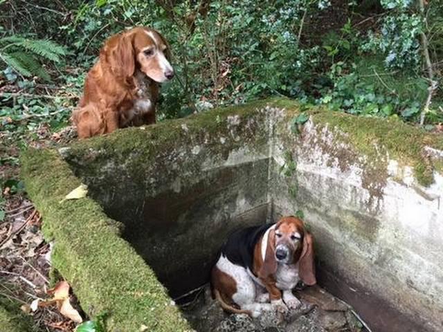 दोस्ती की मिसाल: जब मादा कुत्ते ने बचायी अपने साथी की जान when female dog save her friend’s life
